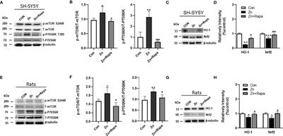 Rapamycin Attenuated Zinc-Induced Tau Phosphorylation and Oxidative Stress in Rats: Involvement of Dual mTOR/p70S6K and Nrf2/HO-1 Pathways